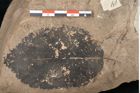 Foto (Detailansicht) von Carpinus betulus Linne (NHMW-GEO-2024-0188-15004)